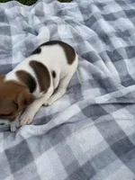 Elmer, a male Jack Russell Terrier for sale in Princeton, MO – 4 of 4