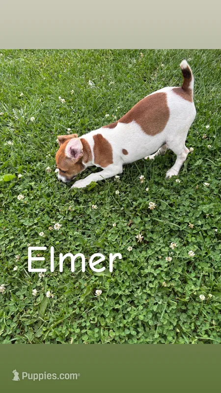 Elmer – Jack Russell Terrier puppy for sale in Princeton, MO