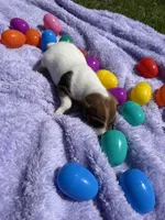 Rocky, a male Jack Russell Terrier for sale in Princeton, MO – Photo 3 of 4