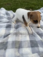 Rocky, a male Jack Russell Terrier for sale in Princeton, MO – 3 of 5