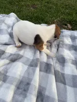 Rocky, a male Jack Russell Terrier for sale in Princeton, MO – 4 of 5