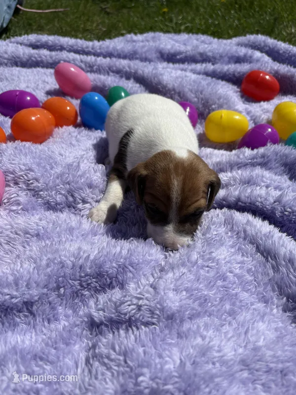 Rocky – Jack Russell Terrier puppy for sale in Princeton, MO