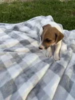 Rocky, a male Jack Russell Terrier for sale in Princeton, MO – 2 of 5