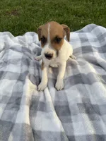 Rocky, a male Jack Russell Terrier for sale in Princeton, MO – 1 of 5