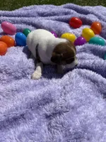 Rocky, a male Jack Russell Terrier for sale in Princeton, MO – Photo 2 of 4