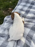 Rocky, a male Jack Russell Terrier for sale in Princeton, MO – 5 of 5