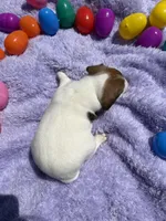 Rocky, a male Jack Russell Terrier for sale in Princeton, MO – Photo 4 of 4