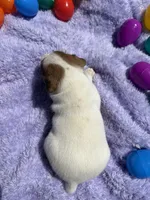 Violet , a female Jack Russell Terrier for sale in Princeton, MO – Photo 4 of 5