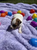 Violet , a female Jack Russell Terrier for sale in Princeton, MO – Photo 3 of 5