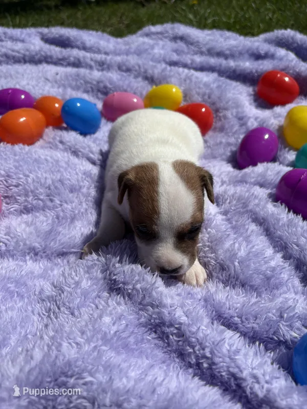 Violet  – Jack Russell Terrier puppy for sale in Princeton, MO