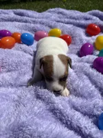 Violet , a female Jack Russell Terrier for sale in Princeton, MO – Photo 1 of 5