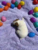 Violet , a female Jack Russell Terrier for sale in Princeton, MO – Photo 5 of 5