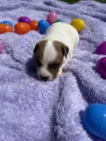 Violet , a female Jack Russell Terrier for sale in Princeton, MO – Photo 2 of 5