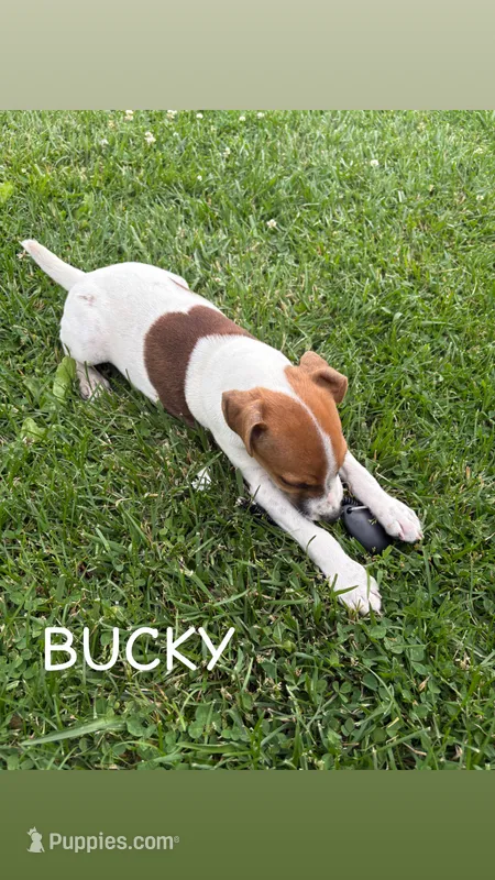 Bucky – Jack Russell Terrier puppy for sale in Princeton, MO