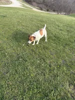 Copper, a male Jack Russell Terrier for sale in Princeton, MO – Photo 2 of 4