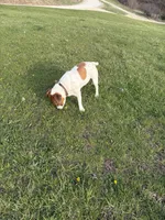 Copper, a male Jack Russell Terrier for sale in Princeton, MO – Photo 3 of 4