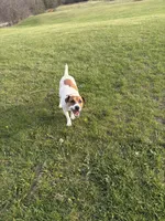 Copper, a male Jack Russell Terrier for sale in Princeton, MO – Photo 4 of 4