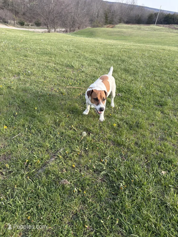 Copper – Jack Russell Terrier puppy for sale in Princeton, MO
