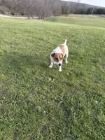 Copper, a male Jack Russell Terrier for sale in Princeton, MO – Photo 1 of 4
