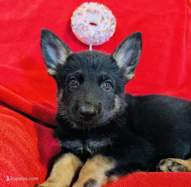Black and Tan Female  – German Shepherd Dog puppy for sale in Bogata, TX