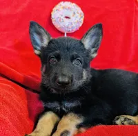 Black and Tan Female , a female German Shepherd Dog for sale in Bogata, TX – 1 of 3