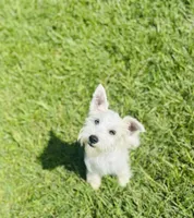 Pearl, a female Schnoodle for sale in Bogata, TX – Photo 5 of 8