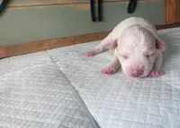 Pearl, a female Schnoodle for sale in Bogata, TX – Photo 2 of 8