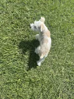 Pearl, a female Schnoodle for sale in Bogata, TX – Photo 6 of 8