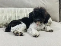 Pearl, a female Schnoodle for sale in Bogata, TX – Photo 3 of 8