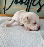 Pearl, a female Schnoodle for sale in Bogata, TX – Photo 8 of 8