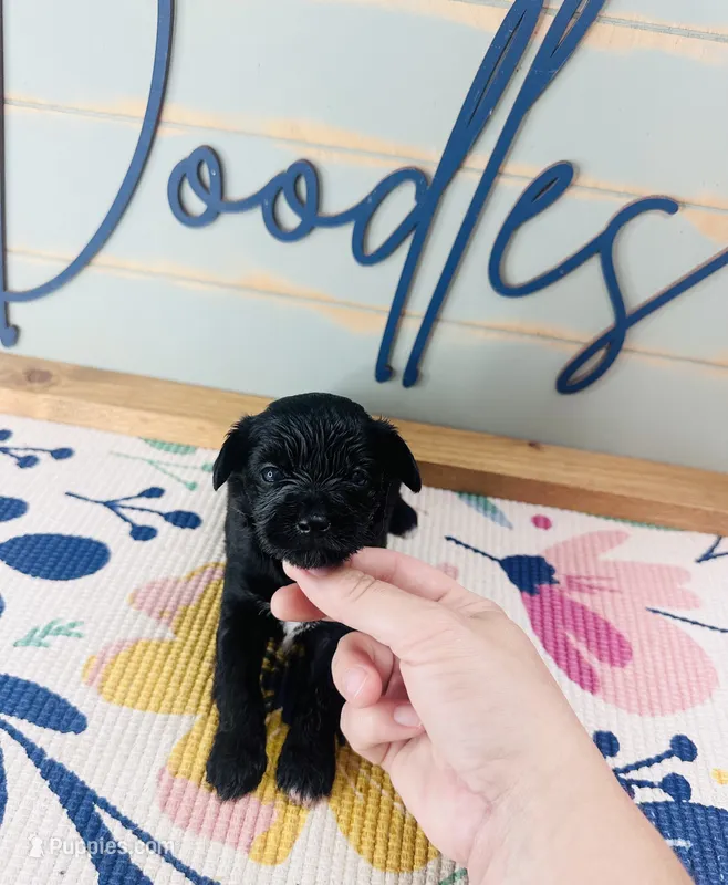 Puffin – Yorkipoo puppy for sale in Bogata, TX