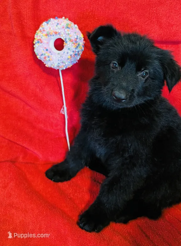 All Black Female – German Shepherd Dog puppy for sale in Bogata, TX