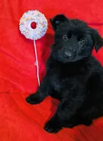 All Black Female, a female German Shepherd Dog for sale in Bogata, TX – 1 of 3