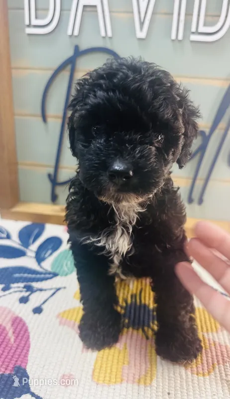 Hershey – Miniature Schnauzer, Poodle - Miniature  puppy for sale in Bogata, TX