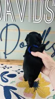 Puffin, a male Yorkipoo for sale in Bogata, TX – 4 of 5