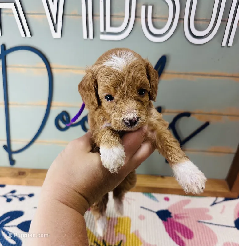 Bonnie – Goldendoodle puppy for sale in Bogata, TX