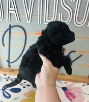 Hamm, a male Goldendoodle for sale in Bogata, TX – 6 of 7