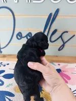 Magpie, a female Yorkipoo for sale in Bogata, TX – 2 of 4