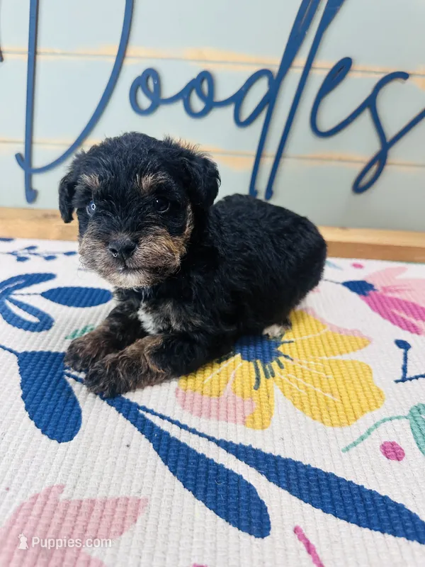 Skittle – Miniature Schnauzer, Poodle - Miniature  puppy for sale in Bogata, TX