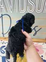 Buzz, a male Goldendoodle for sale in Bogata, TX – 5 of 7