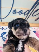 Skittle, a male Miniature Schnauzer and Poodle - Miniature  for sale in Bogata, TX – 2 of 7