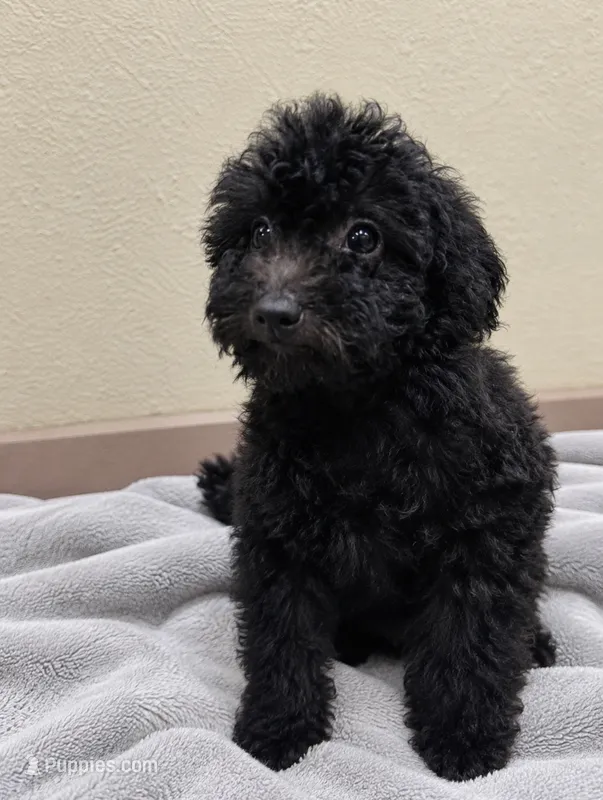 Buzz – Goldendoodle puppy for sale in Bogata, TX