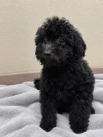 Buzz, a male Goldendoodle for sale in Bogata, TX – 1 of 9