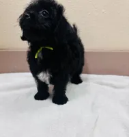 Batman, a male Yorkipoo for sale in Bogata, TX – 6 of 8