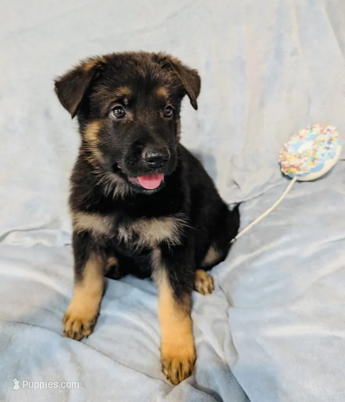 2nd Black and Tan Male – German Shepherd Dog puppy for sale in Bogata, TX