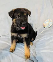2nd Black and Tan Male, a male German Shepherd Dog for sale in Bogata, TX – 1 of 3