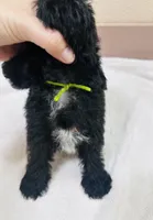Batman, a male Yorkipoo for sale in Bogata, TX – 8 of 8
