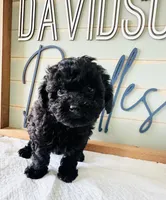 Shadow, a male Poodle - Toy  for sale in Bogata, TX – 10 of 10