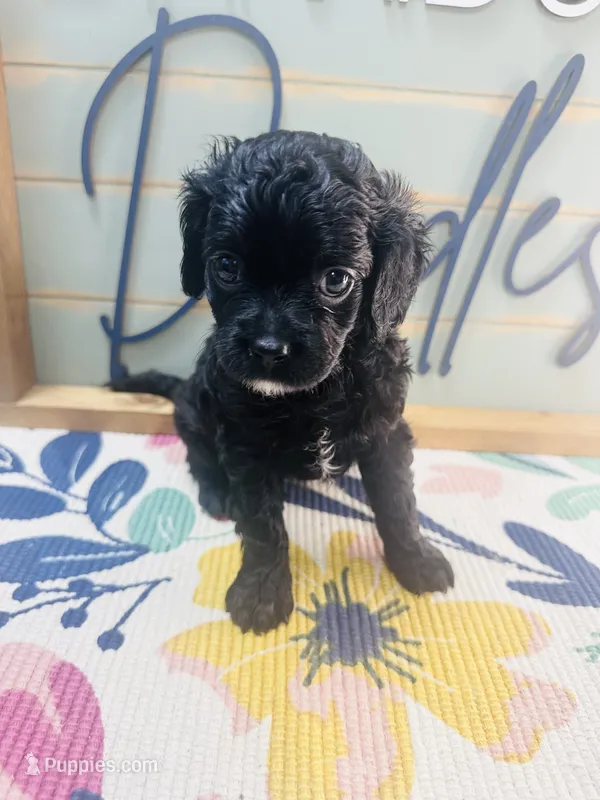 Aspen – Cavapoo puppy for sale in Bogata, TX
