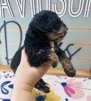 Skittle, a male Miniature Schnauzer and Poodle - Miniature  for sale in Bogata, TX – 4 of 7